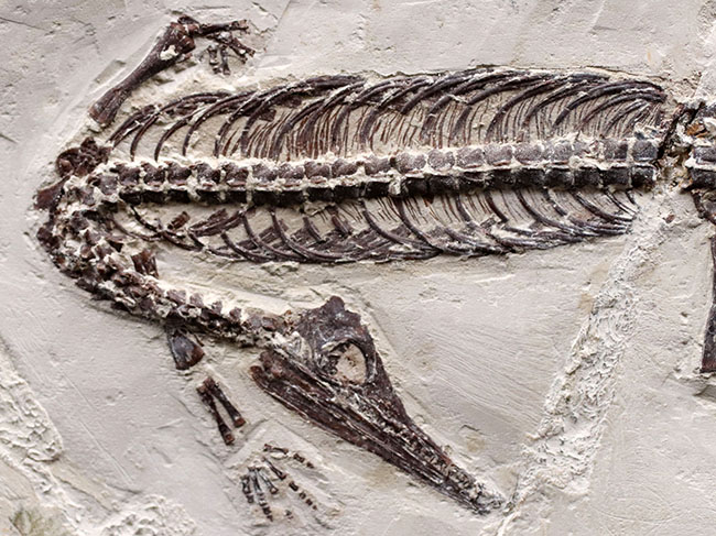 希少中の希少！保存状態抜群！ブラジル産メソサウルス（Mesosaurus sp.）の全身化石（その15）