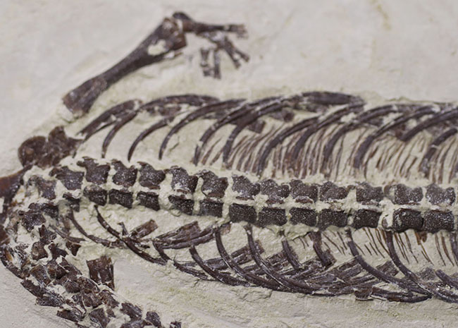 希少中の希少！保存状態抜群！ブラジル産メソサウルス（Mesosaurus sp.）の全身化石（その3）