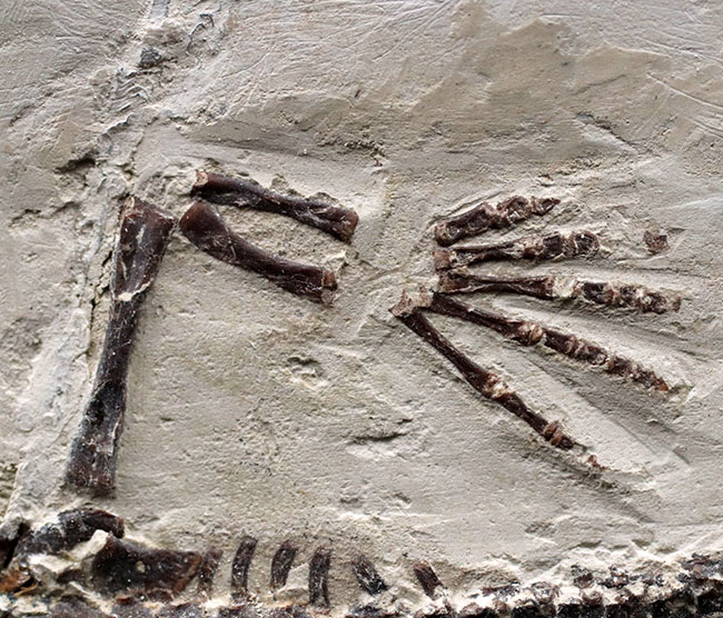 希少中の希少！保存状態抜群！ブラジル産メソサウルス（Mesosaurus sp.）の全身化石（その4）