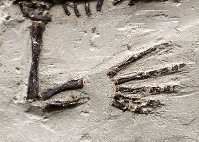 希少中の希少！保存状態抜群！ブラジル産メソサウルス（Mesosaurus sp.）の全身化石（その5）