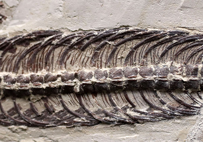 希少中の希少！保存状態抜群！ブラジル産メソサウルス（Mesosaurus sp.）の全身化石（その6）