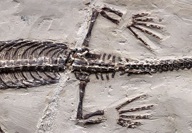 希少中の希少！保存状態抜群！ブラジル産メソサウルス（Mesosaurus sp.）の全身化石（その7）