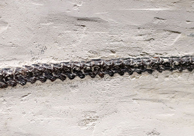 希少中の希少！保存状態抜群！ブラジル産メソサウルス（Mesosaurus sp.）の全身化石（その8）