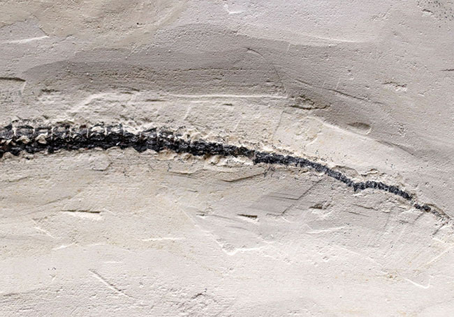 希少中の希少！保存状態抜群！ブラジル産メソサウルス（Mesosaurus sp.）の全身化石（その9）