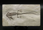 希少中の希少！保存状態抜群！ブラジル産メソサウルス（Mesosaurus sp.）の全身化石