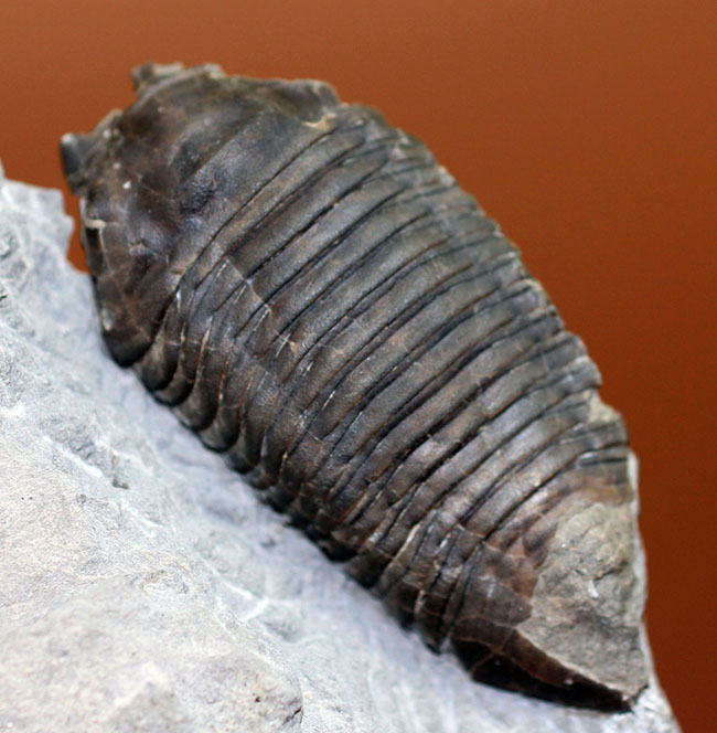 あのナイアガラ大瀑布の近辺で採集された、芋虫のような三葉虫トリメルス・デルフィノセラファルス(Trimerus delphinocephalus)(その1)
