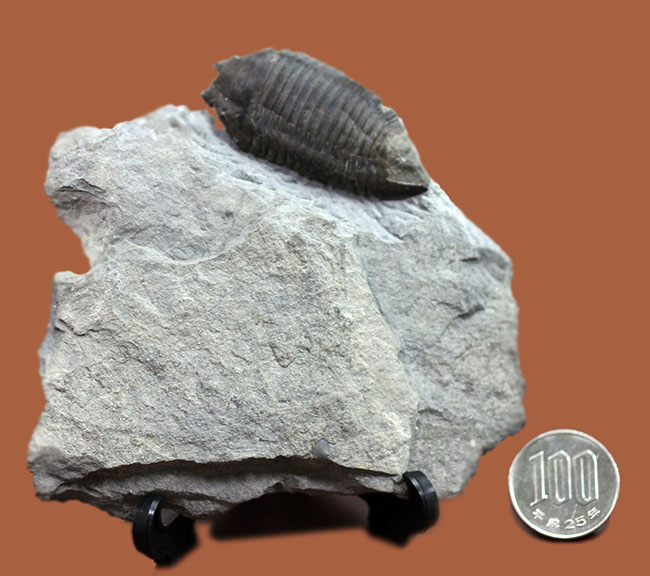 あのナイアガラ大瀑布の近辺で採集された、芋虫のような三葉虫