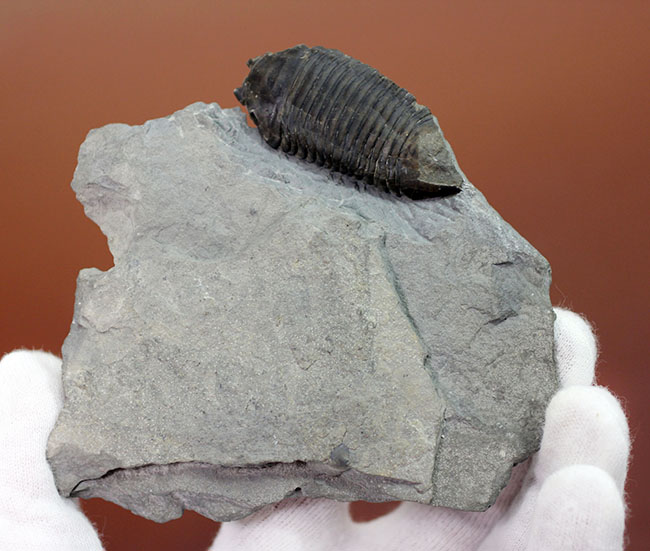 あのナイアガラ大瀑布の近辺で採集された、芋虫のような三葉虫トリメルス・デルフィノセラファルス(Trimerus delphinocephalus)(その2)