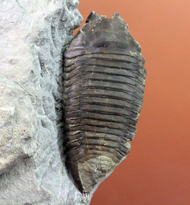 あのナイアガラ大瀑布の近辺で採集された、芋虫のような三葉虫トリメルス・デルフィノセラファルス(Trimerus delphinocephalus)(その3)
