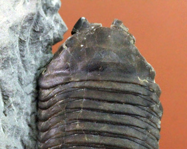 あのナイアガラ大瀑布の近辺で採集された、芋虫のような三葉虫トリメルス・デルフィノセラファルス(Trimerus delphinocephalus)(その4)