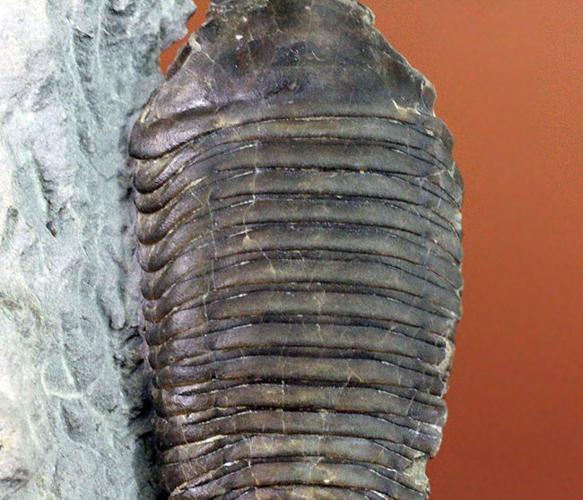 あのナイアガラ大瀑布の近辺で採集された、芋虫のような三葉虫トリメルス・デルフィノセラファルス（Trimerus delphinocephalus）（その5）