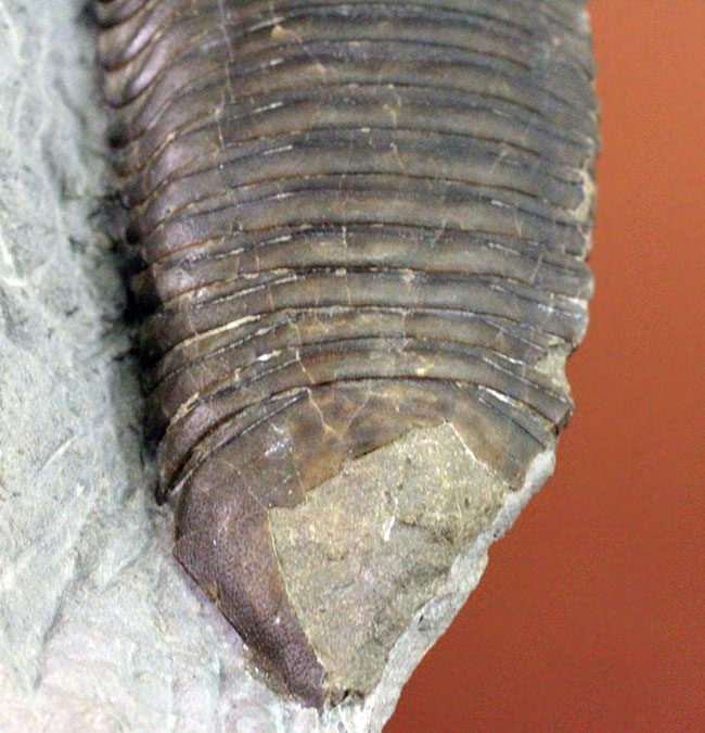 あのナイアガラ大瀑布の近辺で採集された、芋虫のような三葉虫トリメルス・デルフィノセラファルス(Trimerus delphinocephalus)(その6)