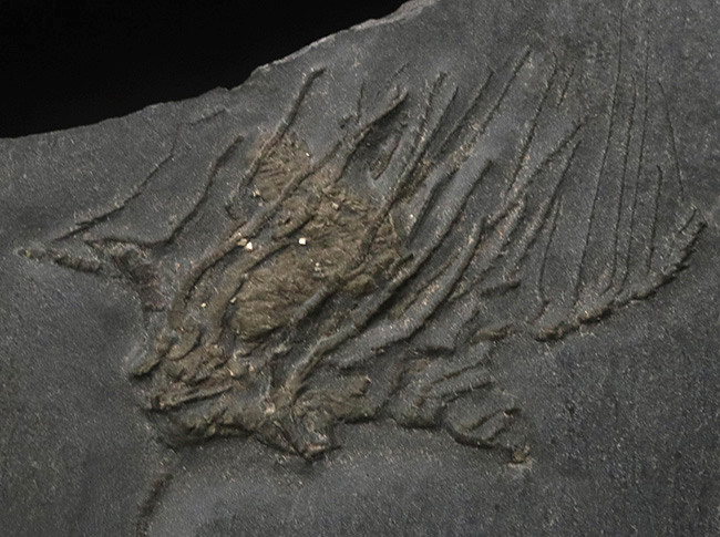 レア!褐色のキャンパスに一輪の花!ドイツ・ブンデンバッハのデボン紀前期の地層から発見された、希少なウミユリ、ハパロクリヌス(Hapalocrinus sp.)の美麗標本(その3)