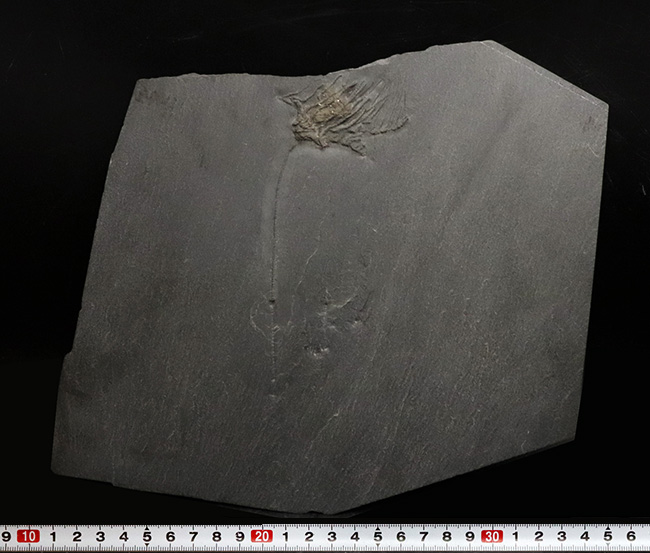 レア!褐色のキャンパスに一輪の花!ドイツ・ブンデンバッハのデボン紀前期の地層から発見された、希少なウミユリ、ハパロクリヌス(Hapalocrinus sp.)の美麗標本(その8)