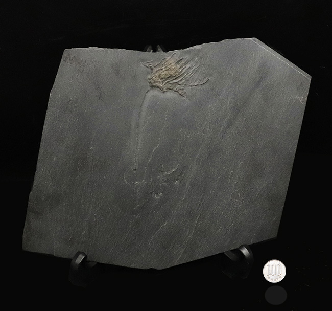 レア!褐色のキャンパスに一輪の花!ドイツ・ブンデンバッハのデボン紀前期の地層から発見された、希少なウミユリ、ハパロクリヌス(Hapalocrinus sp.)の美麗標本(その9)