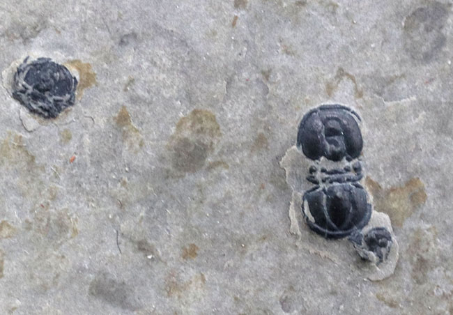 よく見ると複数個あり!ユニークな特徴を多数併せ持つ、一風変わった三葉虫、ペロノプシスの上質化石(Peronopsis interstrictus)(その3)