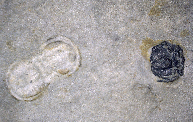 よく見ると複数個あり！ユニークな特徴を多数併せ持つ、一風変わった三葉虫、ペロノプシスの上質化石（Peronopsis interstrictus）（その6）