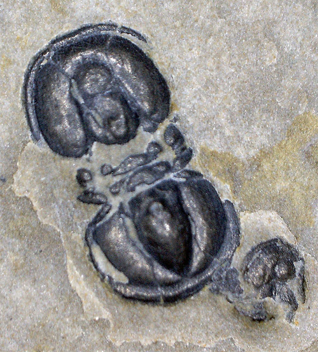 よく見ると複数個あり！ユニークな特徴を多数併せ持つ、一風変わった三葉虫、ペロノプシスの上質化石（Peronopsis interstrictus）（その7）