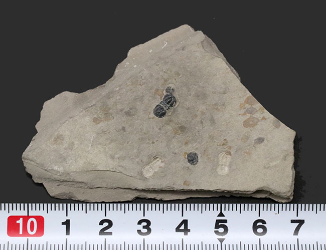 よく見ると複数個あり!ユニークな特徴を多数併せ持つ、一風変わった三葉虫、ペロノプシスの上質化石(Peronopsis interstrictus)(その9)