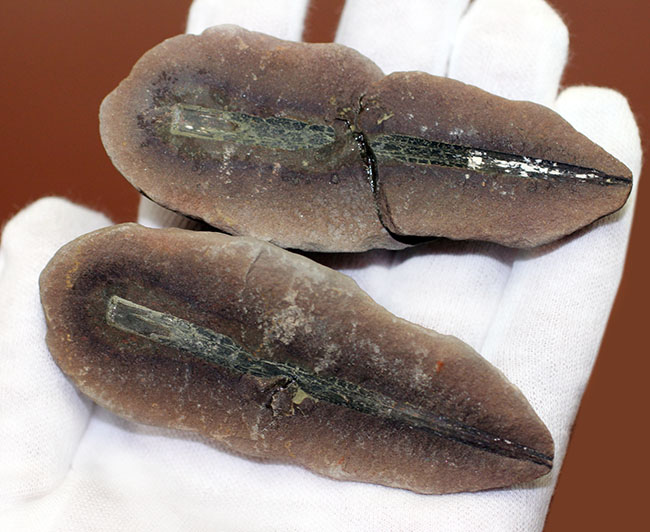 米国イリノイ州マゾン(メゾン)クリーク産!リンボクの仲間と思しき植物の葉のネガポジ化石(その3)