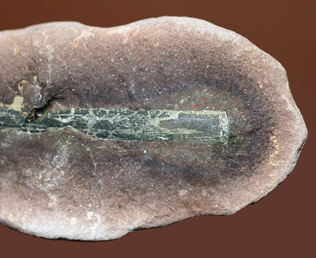 米国イリノイ州マゾン（メゾン）クリーク産！リンボクの仲間と思しき植物の葉のネガポジ化石（その5）