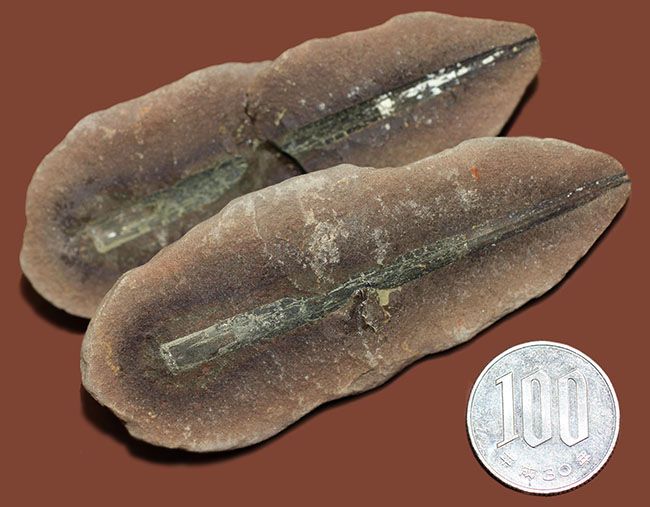 米国イリノイ州マゾン(メゾン)クリーク産!リンボクの仲間と思しき植物の葉のネガポジ化石(その7)