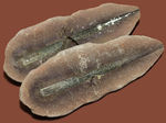 米国イリノイ州マゾン（メゾン）クリーク産！リンボクの仲間と思しき植物の葉のネガポジ化石