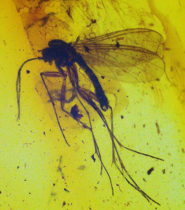 肉眼でも虫を視認可能！約４０００万年前の虫が内包されたバルト海産の琥珀（シルバーチェーン、高級ジュエリーケース付き）（その2）