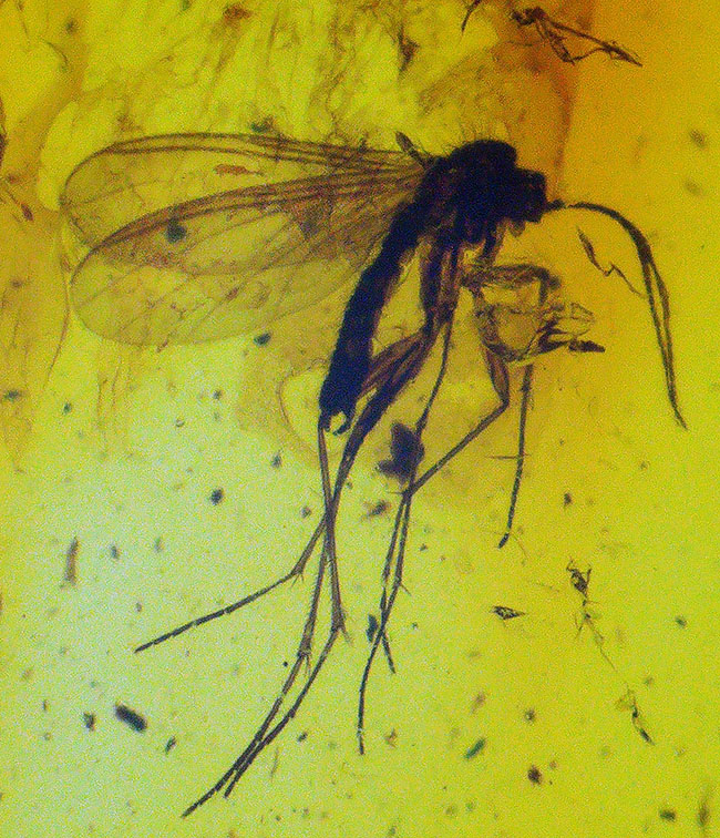 肉眼でも虫を視認可能！約４０００万年前の虫が内包されたバルト海産の琥珀（シルバーチェーン、高級ジュエリーケース付き）（その5）