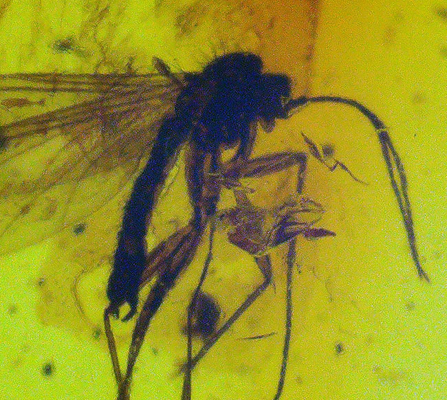 肉眼でも虫を視認可能！約４０００万年前の虫が内包されたバルト海産の琥珀（シルバーチェーン、高級ジュエリーケース付き）（その6）