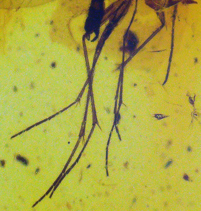 肉眼でも虫を視認可能！約４０００万年前の虫が内包されたバルト海産の琥珀（シルバーチェーン、高級ジュエリーケース付き）（その7）