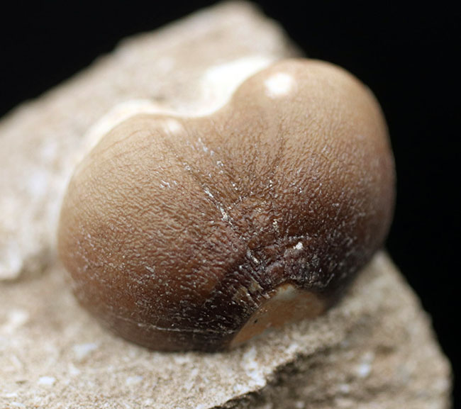 丸く強靭!硬いアンモナイトの殻もバリバリ砕いた!モササウルスの仲間、グロビデンス(Globidens) の母岩付き歯化石(その1)