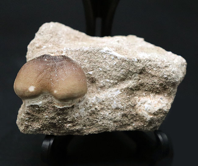 丸く強靭!硬いアンモナイトの殻もバリバリ砕いた!モササウルスの仲間、グロビデンス(Globidens) の母岩付き歯化石(その2)