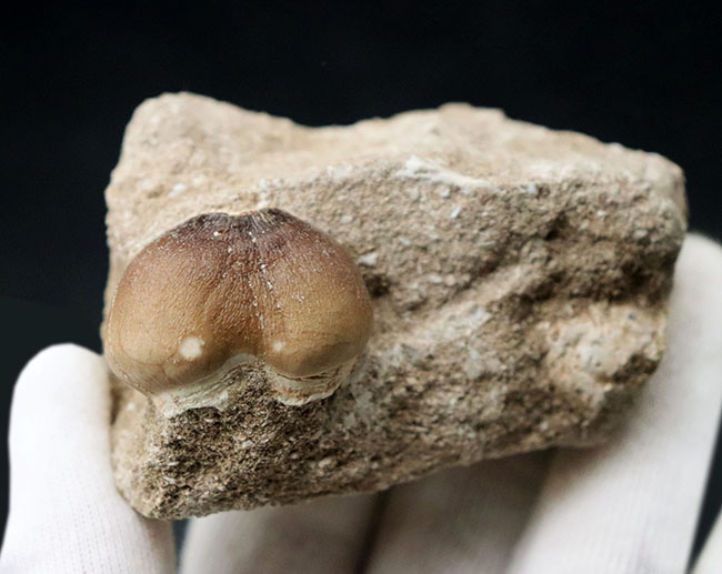 丸く強靭!硬いアンモナイトの殻もバリバリ砕いた!モササウルスの仲間、グロビデンス(Globidens) の母岩付き歯化石(その3)