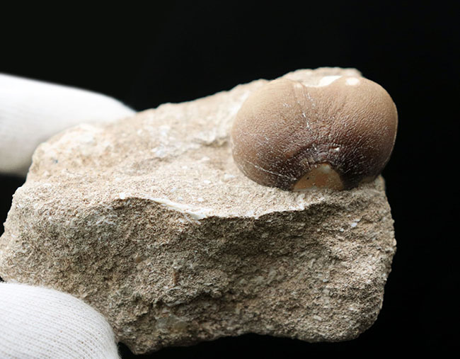 丸く強靭!硬いアンモナイトの殻もバリバリ砕いた!モササウルスの仲間、グロビデンス(Globidens) の母岩付き歯化石(その6)