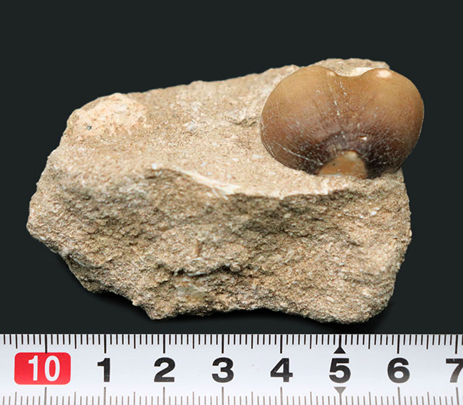 丸く強靭!硬いアンモナイトの殻もバリバリ砕いた!モササウルスの仲間、グロビデンス(Globidens) の母岩付き歯化石(その7)