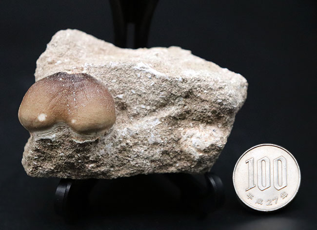 丸く強靭!硬いアンモナイトの殻もバリバリ砕いた!モササウルスの仲間、グロビデンス(Globidens) の母岩付き歯化石(その8)