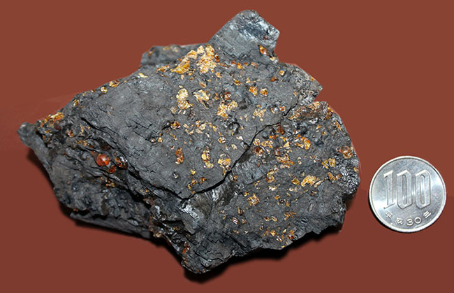 樹脂が染み出したような味わいが新鮮、新生代古代三紀の琥珀。産地は国内(兵庫県神戸市)(その7)