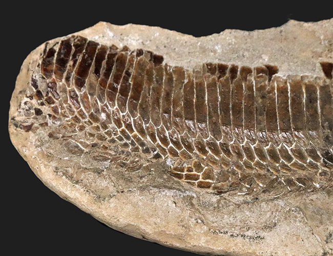 ブラジル・セアラ州産、一億数千万年前の獰猛な絶滅古代魚、ヴィンクティフェルの化石 ブラジル産の1億年前の古代魚ヴィンクティフェル 化石 販売