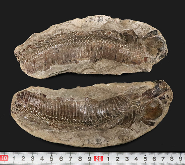 【希少】 魚の化石 ペア 古代魚 ブラジル 古代 インテリア 希少】 魚の化石 ペア 古代魚 ブラジル 古代 インテリア - メルカリ