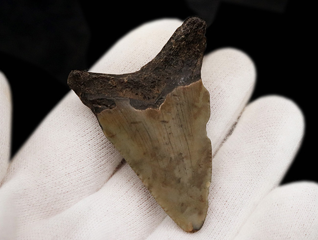 【アメリカ産】メガロドンの歯の化石 メガロドンの歯の化石 mgaz5005 | Megalodon-teeth.jp