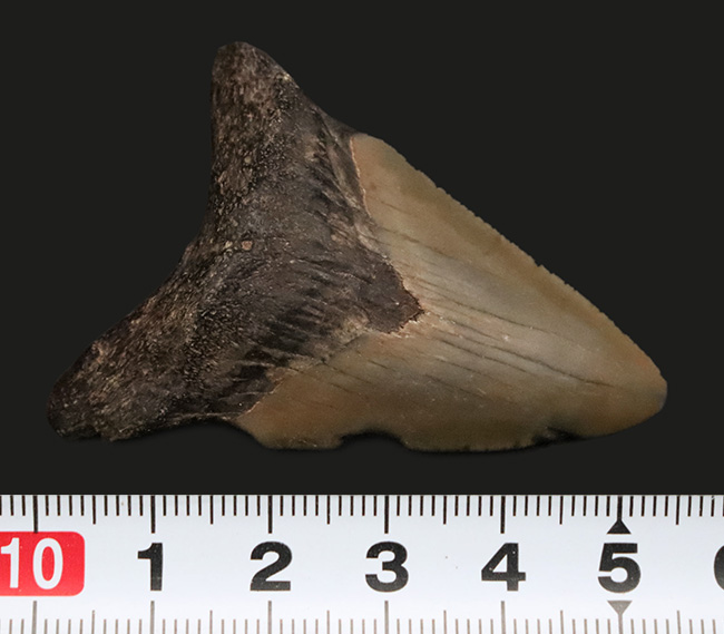 本物　メガロドンの歯　化石　サメ　10cm アメリカ合衆国 本物 メガロドンの歯 化石 サメ 10cm アメリカ合衆国 メガロドン