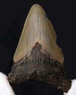サービスプライスにてご提供！米国フロリダ州産メガロドン（Megalodon）のナチュラルな歯化石