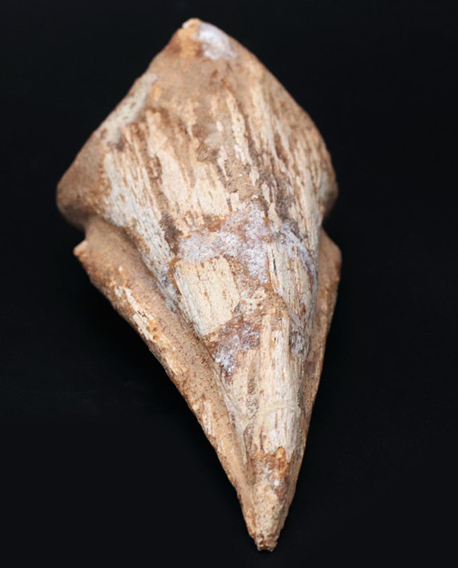 恐竜化石コレクター垂涎のアイテム！どの角度から眺めても完全な保存