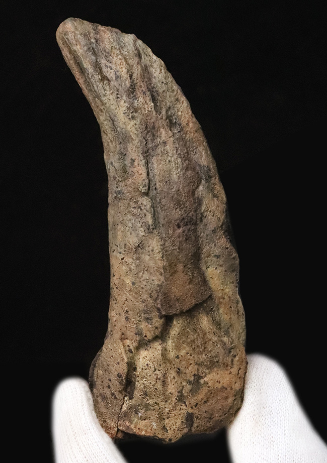 ベリーレア！ブラックヒルズ地質学研究所（BHI）由来。恐竜時代の終焉を象徴する「幼体」トリケラトプス（Triceratops horridus）のブロウホーン（上眼窩角）（その1）