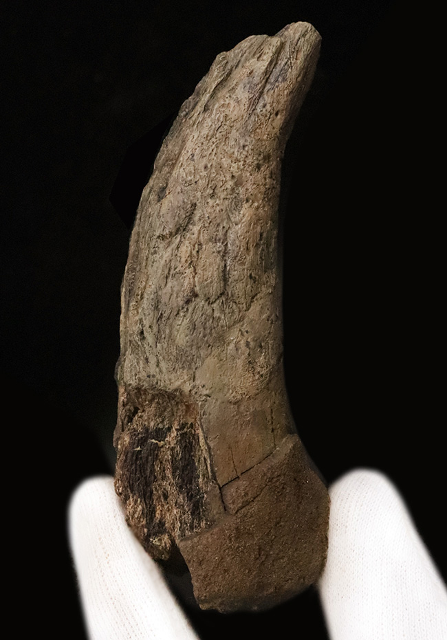 ベリーレア！ブラックヒルズ地質学研究所（BHI）由来。恐竜時代の終焉を象徴する「幼体」トリケラトプス（Triceratops horridus）のブロウホーン（上眼窩角）（その2）