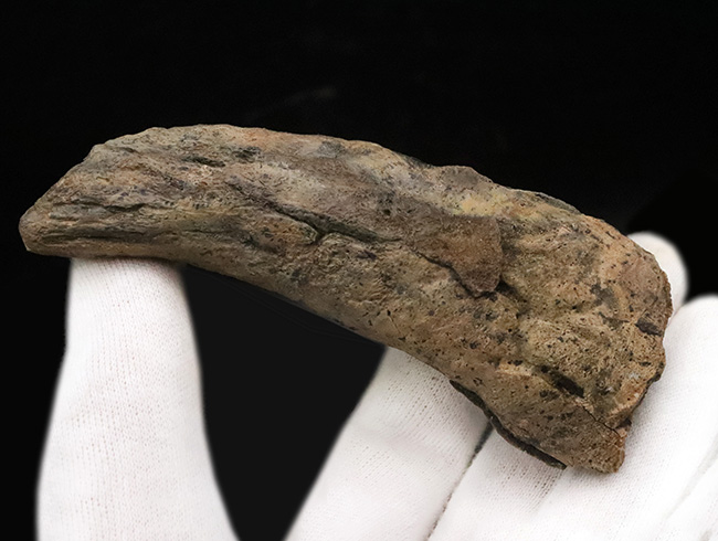 ベリーレア！ブラックヒルズ地質学研究所（BHI）由来。恐竜時代の終焉を象徴する「幼体」トリケラトプス（Triceratops horridus）のブロウホーン（上眼窩角）（その3）