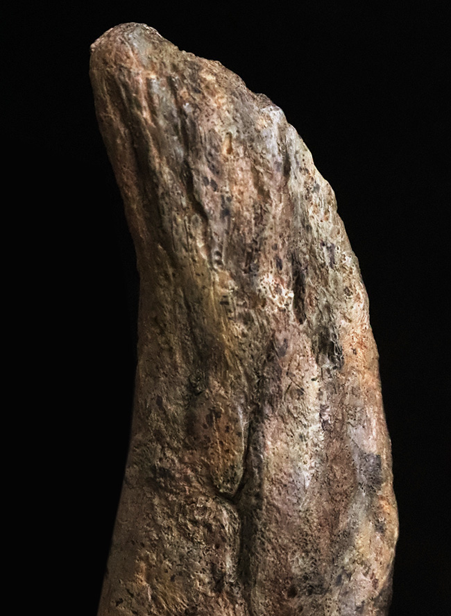 ベリーレア！ブラックヒルズ地質学研究所（BHI）由来。恐竜時代の終焉を象徴する「幼体」トリケラトプス（Triceratops horridus）のブロウホーン（上眼窩角）（その4）