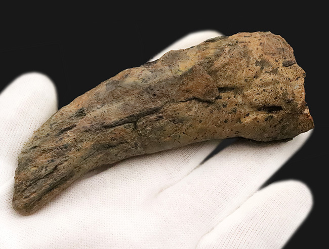 ベリーレア！ブラックヒルズ地質学研究所（BHI）由来。恐竜時代の終焉を象徴する「幼体」トリケラトプス（Triceratops horridus）のブロウホーン（上眼窩角）（その5）