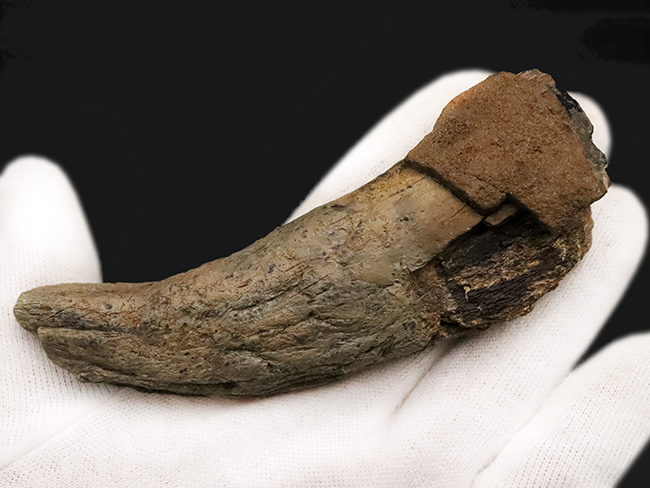 ベリーレア！ブラックヒルズ地質学研究所（BHI）由来。恐竜時代の終焉を象徴する「幼体」トリケラトプス（Triceratops horridus）のブロウホーン（上眼窩角）（その6）